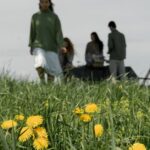 povos indígenas isolados — A group enjoying a picnic in a grassy field with blooming yellow dandelions under an overcast sky.