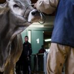 leilões de gado de elite — Cattle auction featuring a cow being presented by a handler indoors in Trento, Italy.
