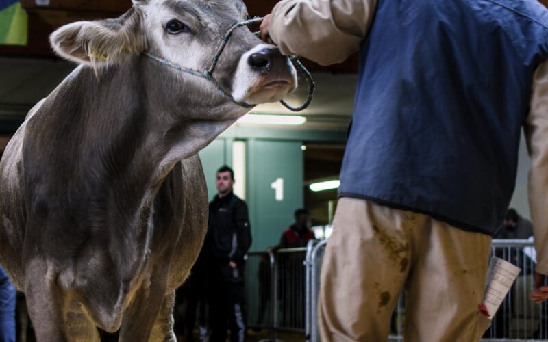 leilões de gado de elite — Cattle auction featuring a cow being presented by a handler indoors in Trento, Italy.
