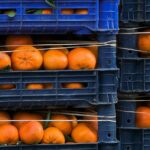 Acordo Mercosul União Europeia — Vertical stacks of blue crates filled with fresh oranges ready for distribution.