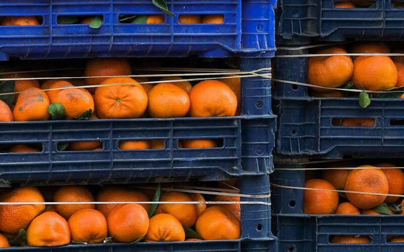 Acordo Mercosul União Europeia — Vertical stacks of blue crates filled with fresh oranges ready for distribution.