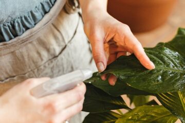 Benefícios das Plantas para a Saúde Mental e Bem-Estar