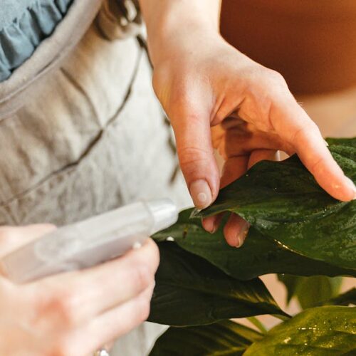 Benefícios das Plantas para a Saúde Mental e Bem-Estar