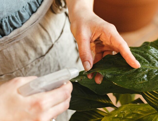 Benefícios das Plantas para a Saúde Mental e Bem-Estar