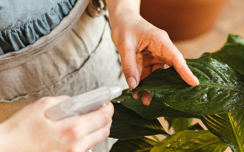 benefícios das plantas para saúde mental — A person delicately sprays a potted plant's leaves indoors, showcasing care and gardening skills.