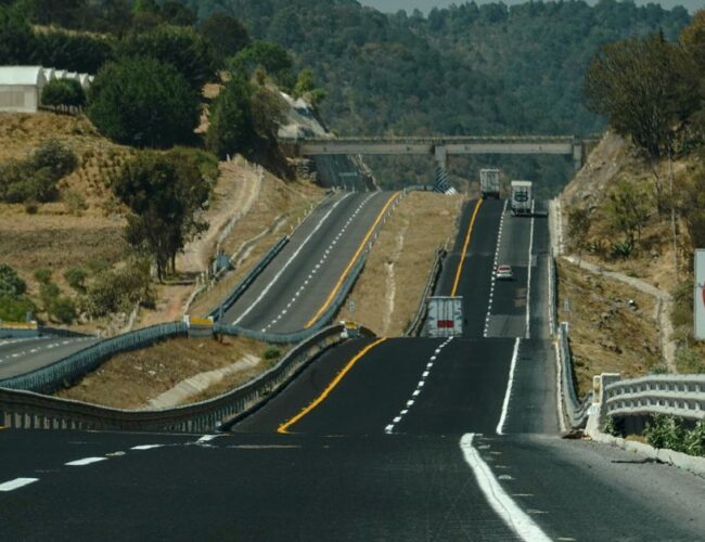 Prevenção de Acidentes com Animais Silvestres na Estrada: Como Agir e Proteger a Vida