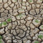 Fenômeno El Niño 2026 — Arid cracked soil with sparse green grass growth showcasing drought conditions.