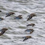 genética e ambiente aves migratórias — A flock of birds gracefully flying over rippling water, showcasing natural beauty in motion.