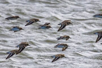 Como a Genética e o Ambiente Influenciam os Locais de Inverno das Aves Migratórias