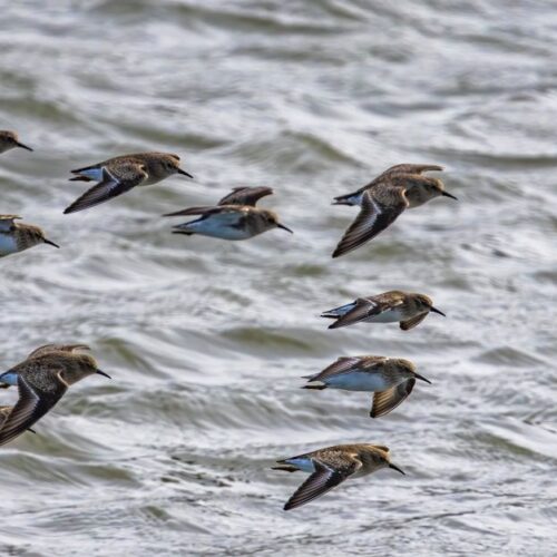 Como a Genética e o Ambiente Influenciam os Locais de Inverno das Aves Migratórias
