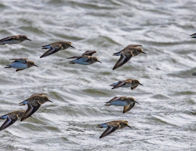 Como a Genética e o Ambiente Influenciam os Locais de Inverno das Aves Migratórias