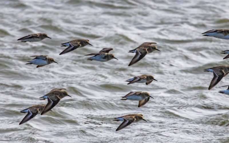 genética e ambiente aves migratórias — A flock of birds gracefully flying over rippling water, showcasing natural beauty in motion.